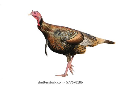 Male Turkey Isolated