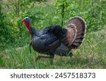 Male Turkey (Tom) in full display. This is the Rio Grande subspecies of Meleagris gallopovo, the wild turkeys introduced in California.