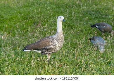 951 Fire goose Images, Stock Photos & Vectors | Shutterstock