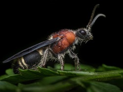 Male Velvet Ant Macro Nature Natural Pest Control