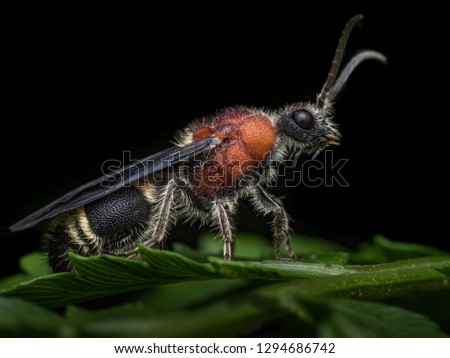 male velvet ant macro nature natural pest control