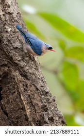 Male Velvet Fronted Nuthatch Perching On Tree Bark Looking Into A Distance