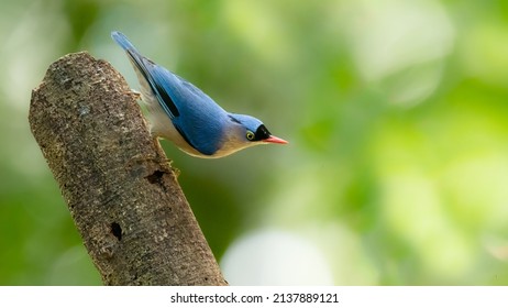 Male Velvet Fronted Nuthatch Perching On A Perch Looking Into A Distance