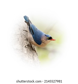 Male Velvet Fronted Nuthatch Perching On Tree Bark Isolated On Round Gradient Blur Background