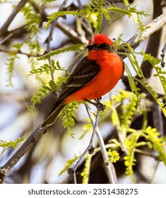 A male vermilian flycatcher bird with an insect in his beak, waiting to fly to his nest to feed his chicks, in a desert area near Saddlebrooke, Arizona