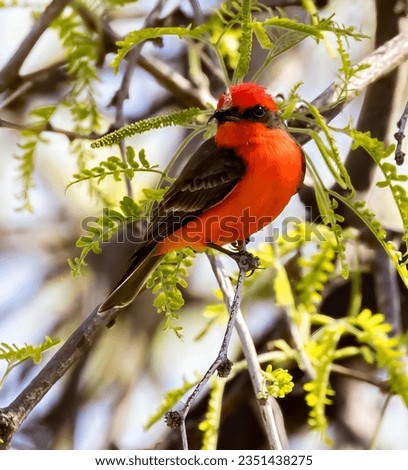 A male vermilian flycatcher bird with an insect in his beak, waiting to fly to his nest to feed his chicks, in a desert area near Saddlebrooke, Arizona Stock photo © 