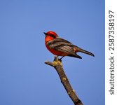 Male Vermilion Flycatcher (Pyrocephalus rubinus) perched in a tree.