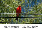 Male vermilion flycatcher (Pyrocephalus rubinus) perched on a power line in Cotacachi, Ecuador