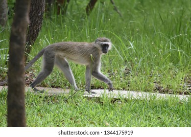Male Vervet Monkey Walking