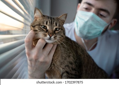 A Male Veterinarian In A Medical Mask Holds A Striped Brown Cat.