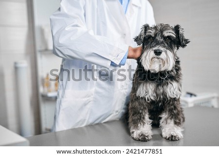 Male veterinarian pettings black and white scotch terrier at vet clinic, examining the dog, medical check up, healthcare concept, domestic animals, well behaved dog