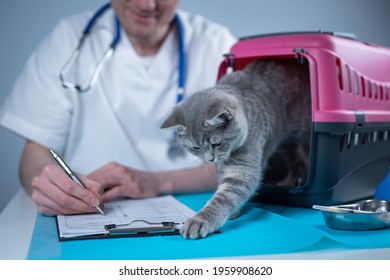 Male veterinarian takes notes on health check of gray Scottish Straight kitten in animal carrier on examination table in clinic. Veterinarian wiriting on clipboard near tabby cat. Check health animal.