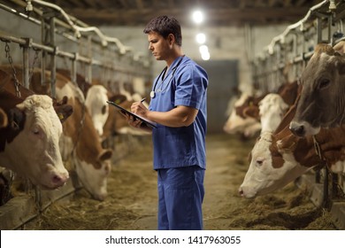 Male Veterinarian Working At A Cow Farm 