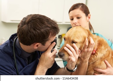 Male Veterinary Surgeon Examining Dog In Surgery