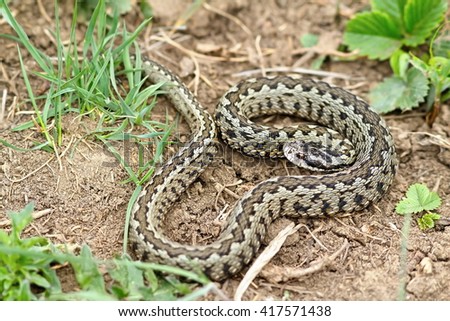 Similar – Image, Stock Photo rare meadow viper in natural habitat