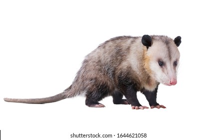 Male Virginia opossum (Didelphis virginiana) or common opossum.  Isolated on white background