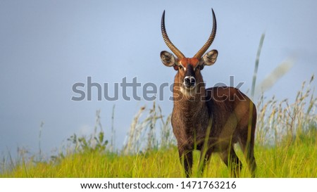 male Waterbuck, Kobus ellipsiprymnus, large antelope checking on me in East Africa. Nice African animal in the nature habitat.