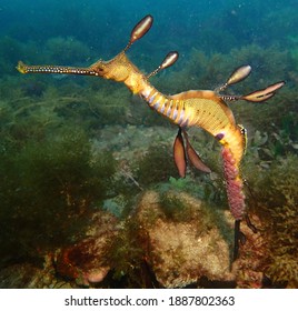 167 Weedy sea dragon Images, Stock Photos & Vectors | Shutterstock