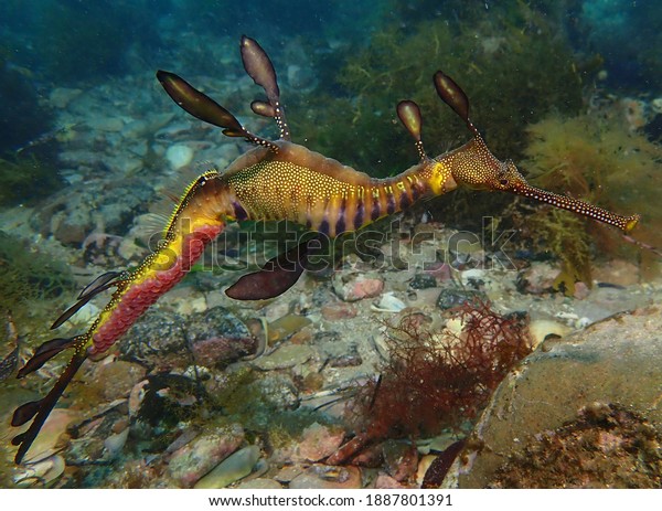 Male weedy sea dragon with eggs drifts along ocean\
floor under Flinders pier