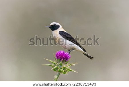 The male western black-eared wheatear can be distinguished from the male eastern black-eared wheatear by its more buff-tinged upperparts, giving it a less distinctly black-and-white appearance.
