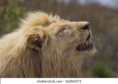 Male White Lion Basking in the Sun With His Mouth Open - Shutterstock ID 162862571