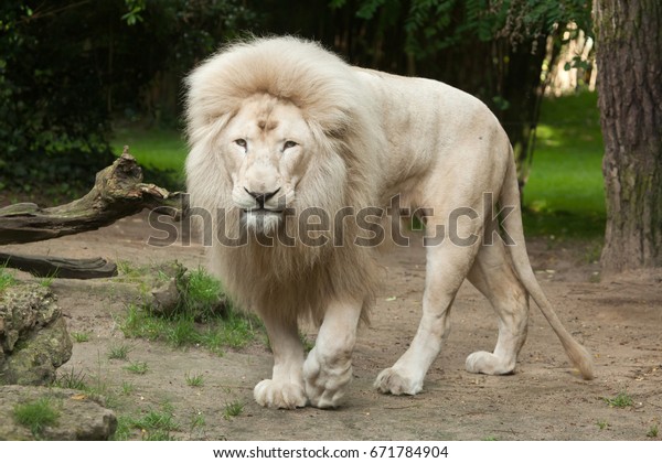 Male white lion. The white lions are a\
colour mutation of the Transvaal lion (Panthera leo krugeri), also\
known as the Southeast African or Kalahari\
lion.