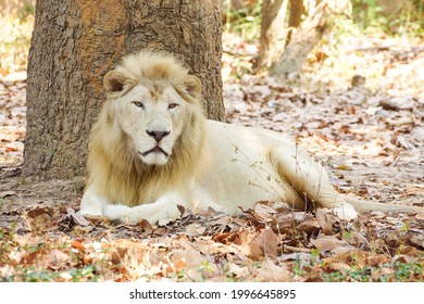 Male White Lion Sitting Under The Tree