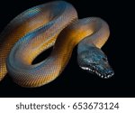 Male White lipped python