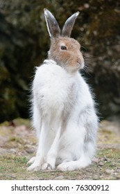 Male White Mountain Hare (lat. Lepus Timidus) In Spring