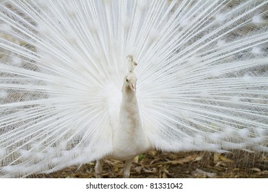 Male White Peacocks Spread Tailfeathers Stock Photo 81331042 | Shutterstock