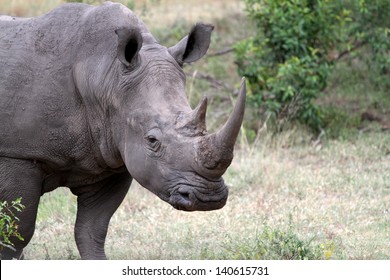 310 Rhino Staring Images, Stock Photos & Vectors | Shutterstock