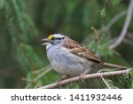 Male white throated sparrow in spring