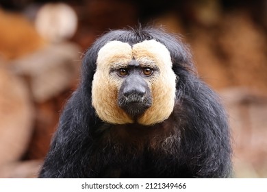 Male white-faced saki, Pithecia pithecia, close up animal portrait, looking at camera - Powered by Shutterstock