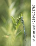 Male White-legged Damselfly (Blue Featherleg) (Platycnemis pennipes) resting on a flower, Belgium