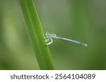 Male White-legged Damselfly (Blue Featherleg) (Platycnemis pennipes) resting on a blade of grass, Belgium