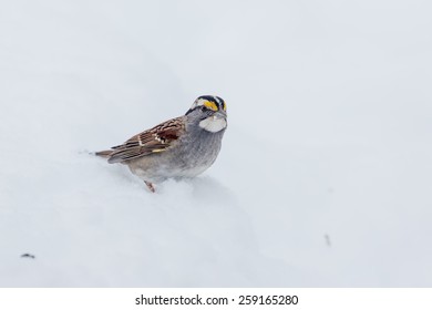 Male White-Throated Sparrow In The Snow In Lexington, Kentucky During Winter Storm Thor.