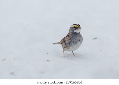 Male White-Throated Sparrow In The Snow In Lexington, Kentucky During Winter Storm Thor.