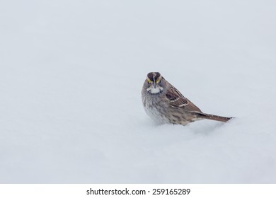 Male White-Throated Sparrow In The Snow In Lexington, Kentucky During Winter Storm Thor.