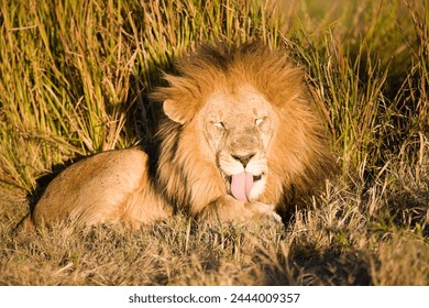 male, wild, mane, african, lion, feline, cat, big, female, lioness, animal, carnivore, predator, nature, large, africa, wildlife, hunter, leo, danger, dangerous, tongue, safari, fur, evening, powerful