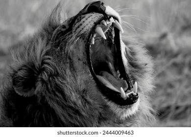 male, wild, mane, african, lion, feline, female, cat, lioness, big, animal, carnivore, predator, nature, africa, wildlife, mammal, danger, safari, fur, evening, powerful, face, portrait, panthera, thi