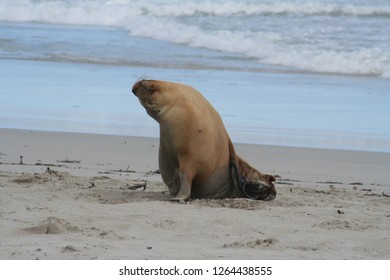 Male Wild Sea Lion At Kangaroo Island, Seals Bay, South Australia