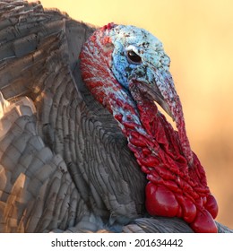 A Male Wild Turkey In Breeding Plumage During Spring In New Mexico.