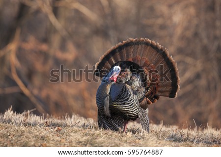 A male wild turkey in full display.