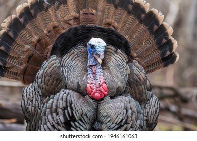 Male Wild Turkey Full Strutting Display Stock Photo (Edit Now) 1946161063