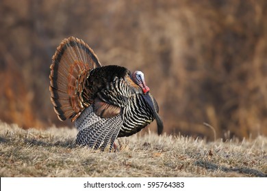 A male wild turkey in full strutting display.