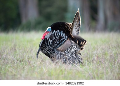 Male Wild Turkey with Tail Feathers Displayed - Powered by Shutterstock