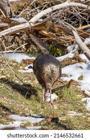 Male Wild Turkey In Winter In Utah