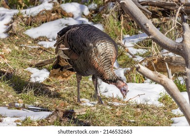 Male Wild Turkey In Winter In Utah