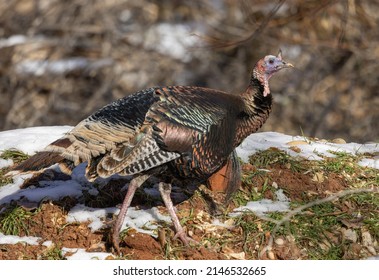 Male Wild Turkey In Winter In Utah