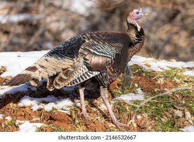 Male Wild Turkey In Winter In Utah